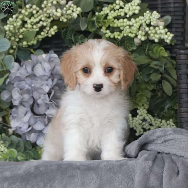 Addie, Cavachon Puppy